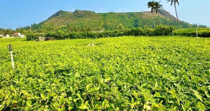 Đảo xanh giữa nắng hạ