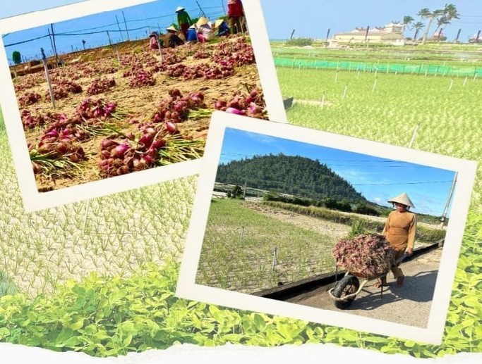 Đảo xanh giữa nắng hạ