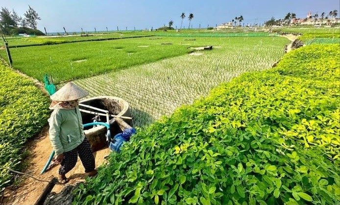 Đảo xanh giữa nắng hạ