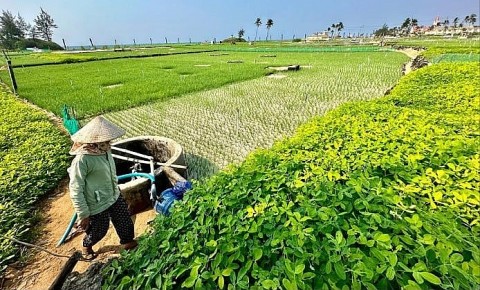 Lý Sơn: Đảo xanh giữa nắng hạ