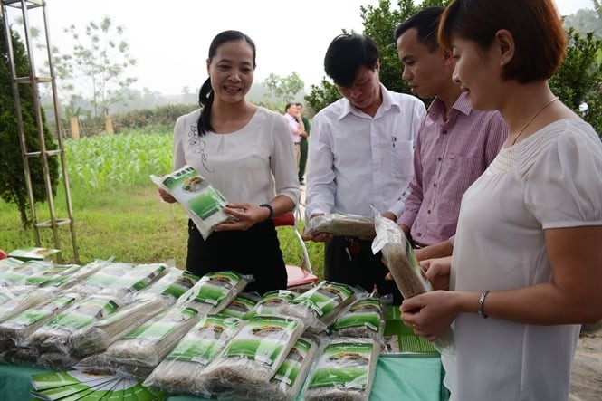 Sản phẩm OCOP 4 sao của làng nghề sản xuất miến đao Giới Phiên