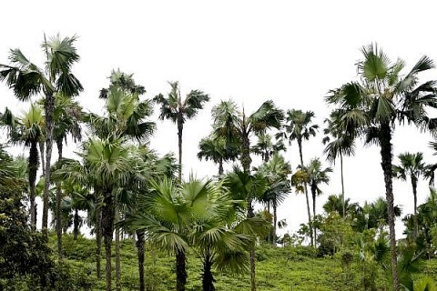 Miền đất tổ