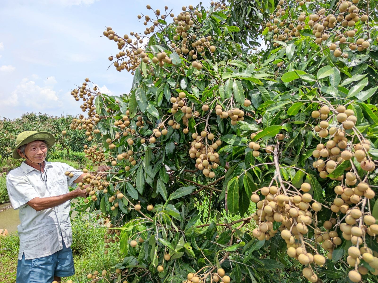 Nhãn Ido được trồng tại xã Định Môn, huyện Thới Lai, TP. Cần Thơ.