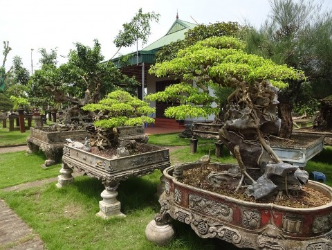 Trải nghiệm du lịch hấp dẫn tại làng sinh vật cảnh Hồng Vân