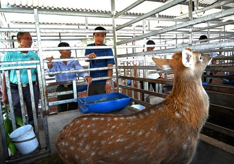Người mạnh dạn theo đuổi nghề nuôi hươu lấy nhung