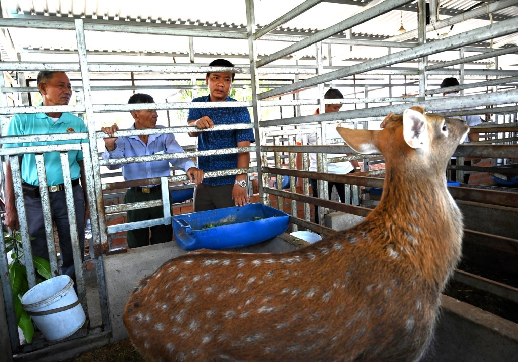 Người mạnh dạn theo đuổi nghề nuôi hươu lấy nhung