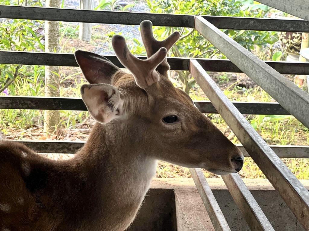 Người mạnh dạn theo đuổi nghề nuôi hươu lấy nhung