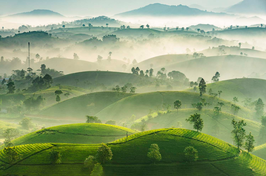 Ngày Chè thế giới 21/5: Ngành chè ở Việt Nam đang đứng ở đâu?