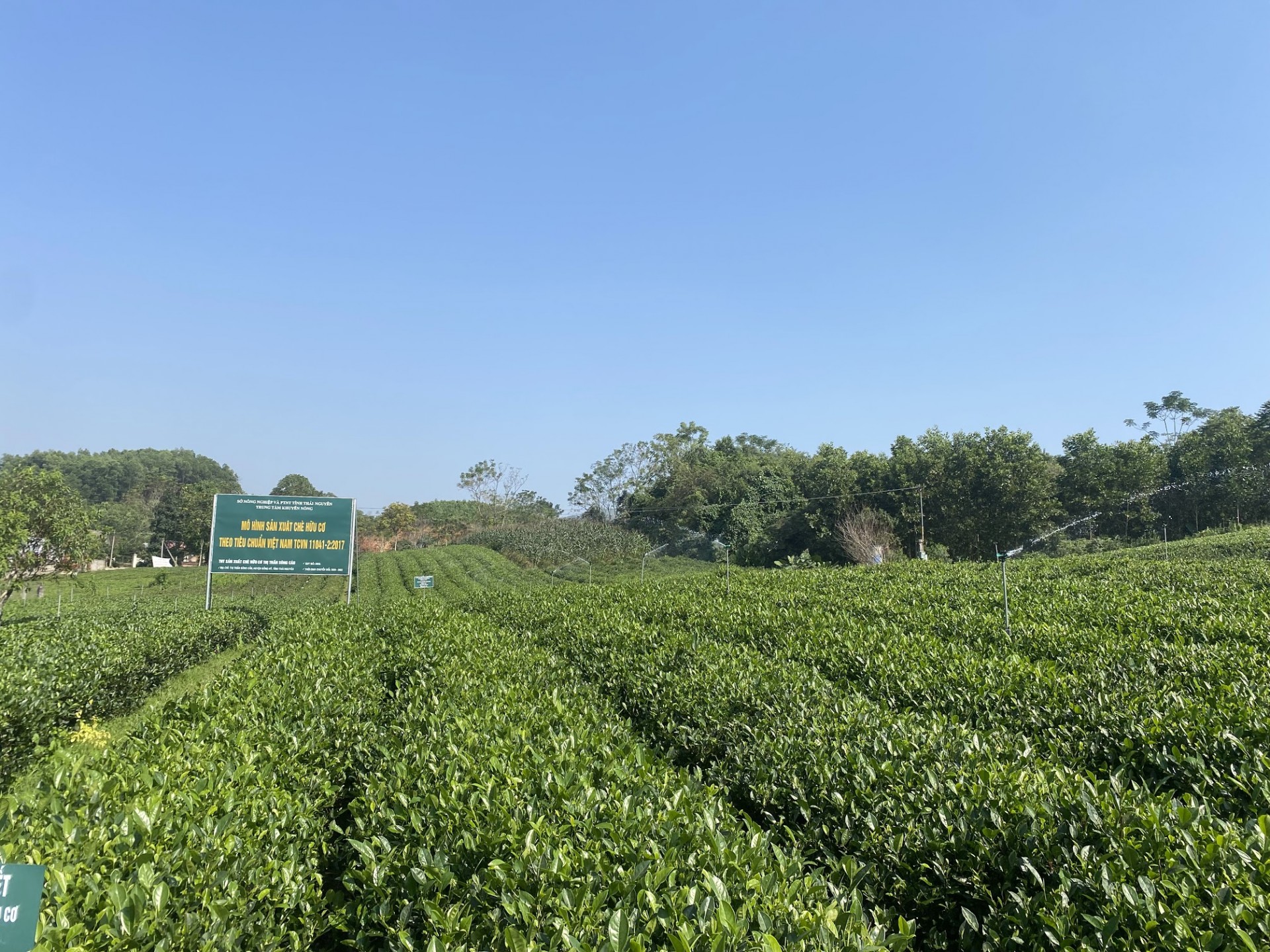 Ngày Chè thế giới 21/5: Ngành chè ở Việt Nam đang đứng ở đâu?