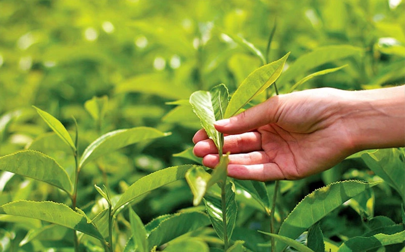 Ngày Chè thế giới 21/5: Ngành chè ở Việt Nam đang đứng ở đâu?