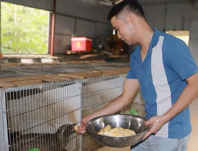 Mô hình nuôi chồn của anh Trường dự kiến sẽ đem lại hiệu quả kinh tế cao. Mô hình nuôi chồn của anh Trường dự kiến sẽ đem lại hiệu quả kinh tế cao.