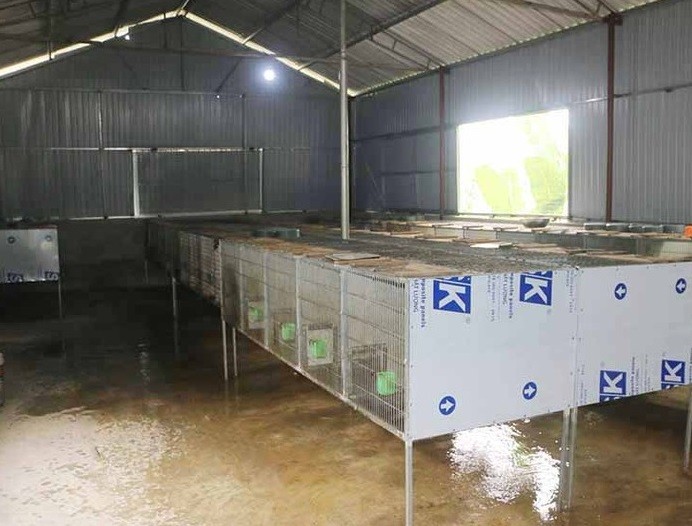 Chuồng trại được anh Trường đầu tư khá bài bản, thường xuyên được dọn dẹp vệ sinh. Chuồng trại được anh Trường đầu tư khá bài bản, thường xuyên được dọn dẹp vệ sinh.