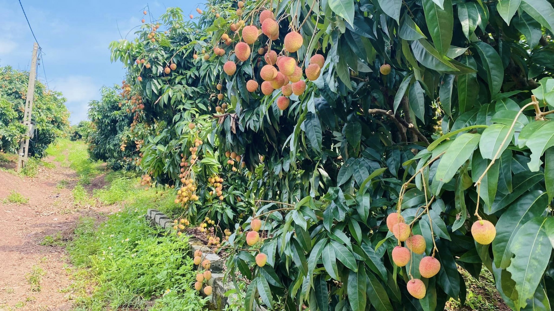 Vải sớm Bắc Giang đang mùa thu hoạch bán được giá cao Vải sớm Bắc Giang đang mùa thu hoạch bán được giá cao