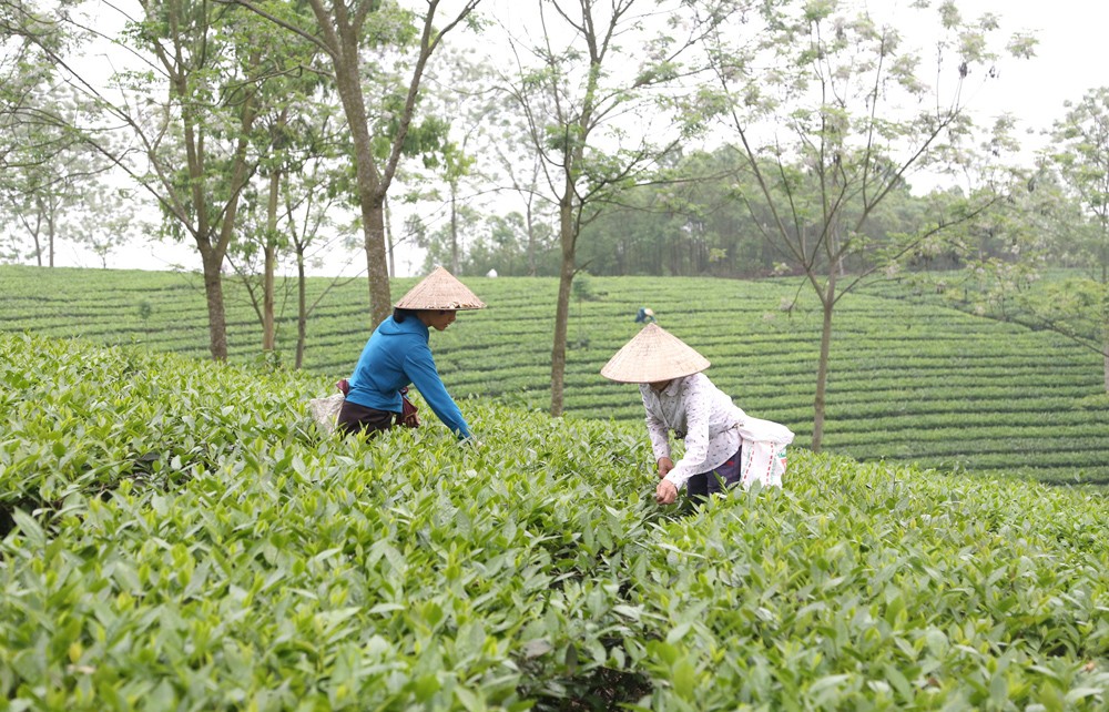Thưởng thức chè đạt chuẩn OCOP tại làng nghề chè Phú Thịnh Thưởng thức chè đạt chuẩn OCOP tại làng nghề chè Phú Thịnh