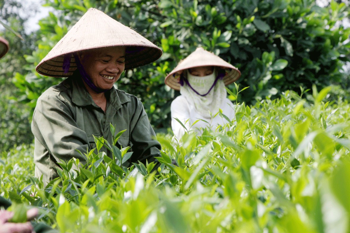 Thưởng thức chè đạt chuẩn OCOP tại làng nghề chè Phú Thịnh