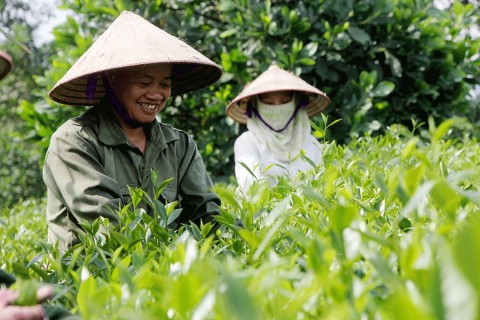 thuong thuc che dat chuan ocop tai lang nghe che phu thinh
