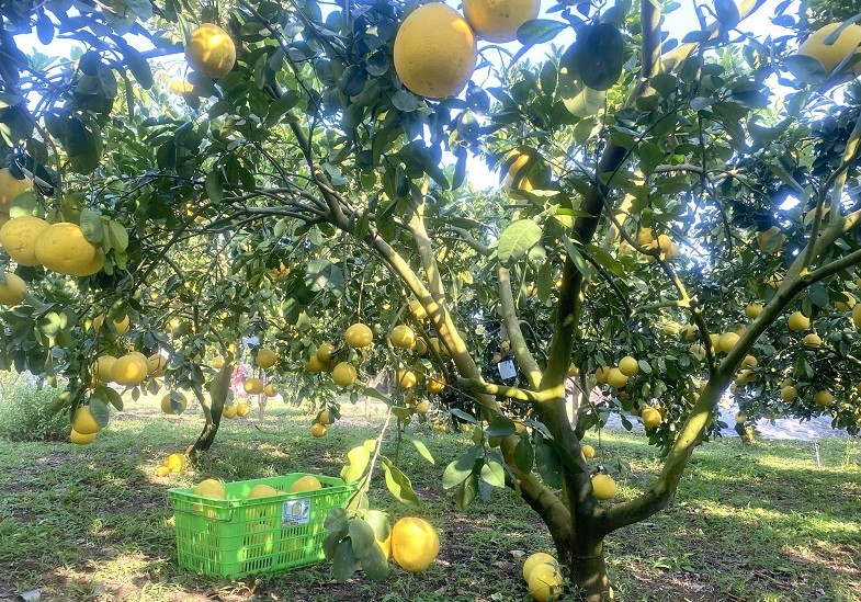 Hoà Bình: Các cấp Hội nông dân chung tay xây dựng nông thôn mới