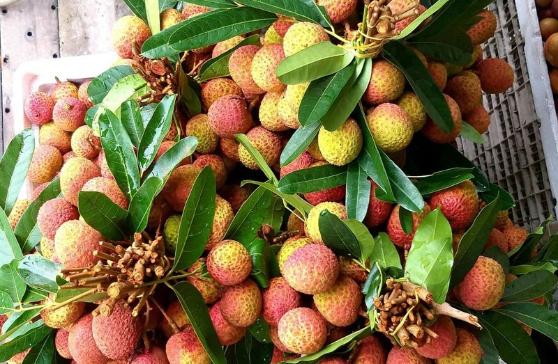 Vải lai chín sớm Phù Cừ được mùa, được giá Vải lai chín sớm Phù Cừ được mùa, được giá