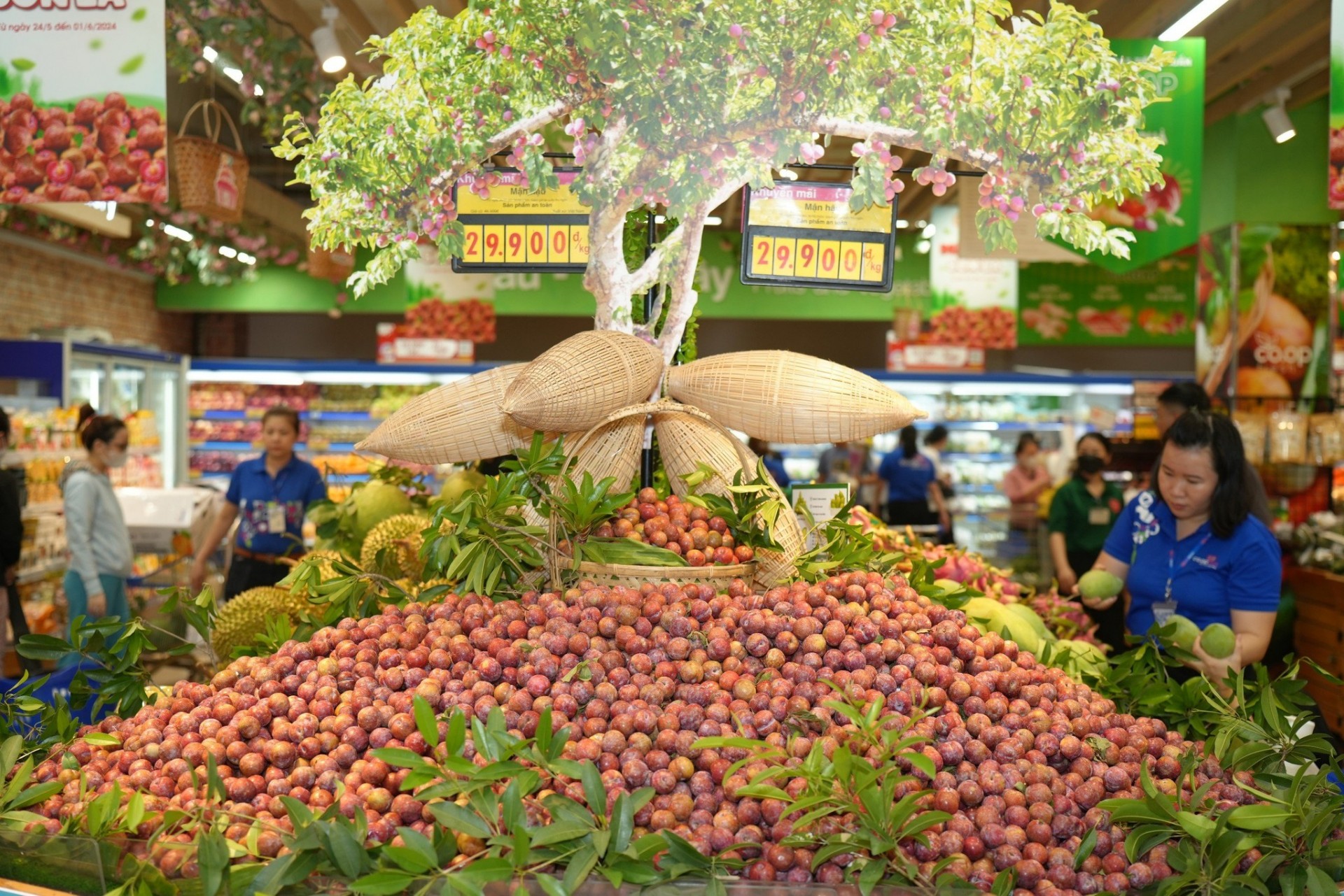 Mận hậu Sơn La hút khách tại Thành phố Hồ Chí Minh Mận hậu Sơn La hút khách tại Thành phố Hồ Chí Minh