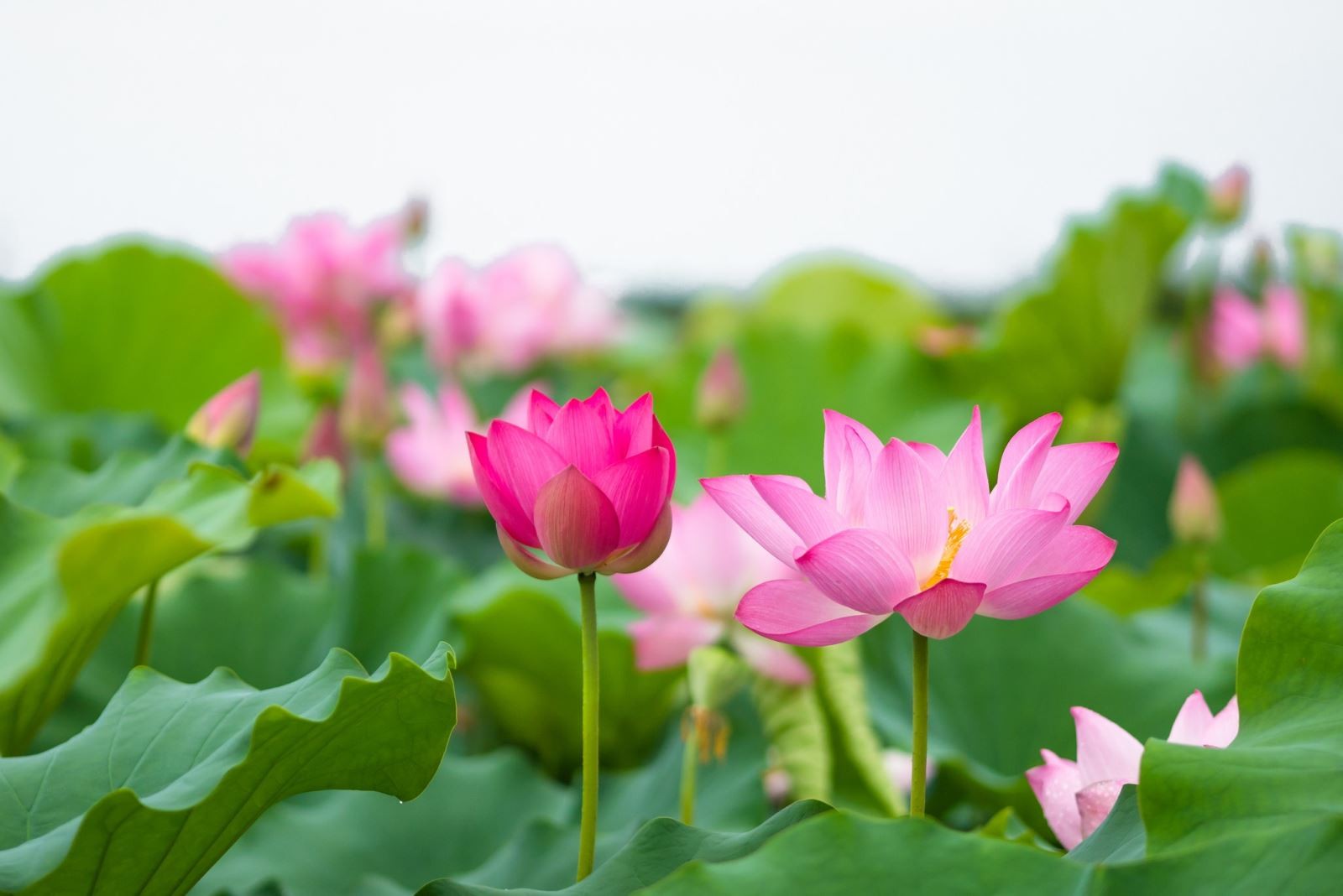 Mùa hoa sen đến làng cổ Đường Lâm thưởng thức cỗ sen ngày hạ Mùa hoa sen đến làng cổ Đường Lâm thưởng thức cỗ sen ngày hạ