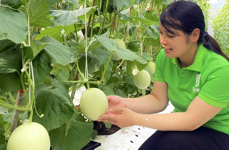 Chị Trần Thu Trang kiểm tra sinh trưởng của cây dưa lưới trồng theo hướng hữu cơ. 