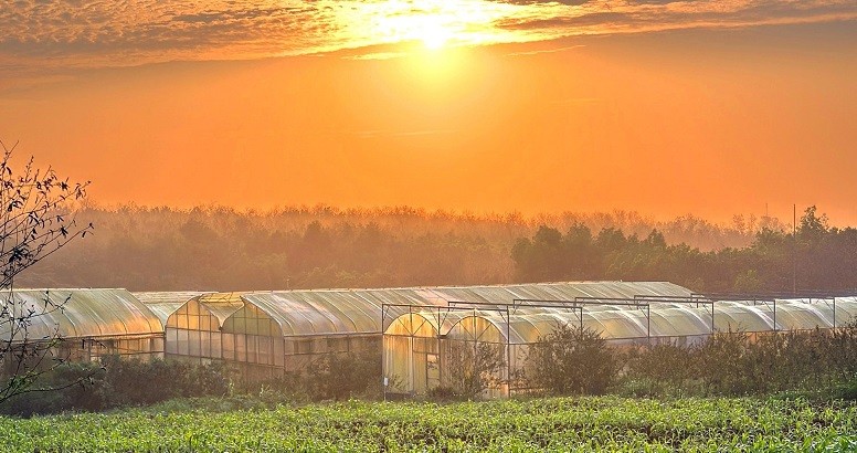 Mô hình sản xuất nông nghiệp công nghệ cao trong nhà màng tại Dfarm Quảng Trị. Ảnh: TTXVN phát