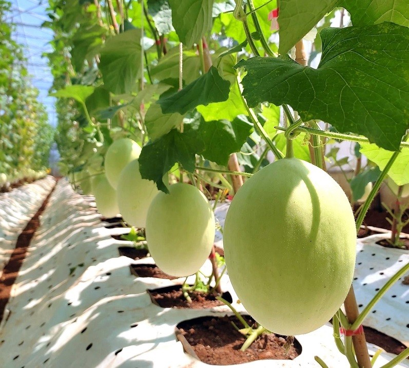 Dưa lưới trồng theo hướng hữu cơ tại Dfarm Quảng Trị. Ảnh: TTXVN phát