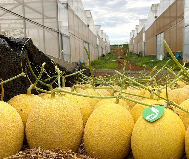 Sản phẩm dưa lưới hữu cơ của Dfarm Quảng Trị. Ảnh: TTXVN phát