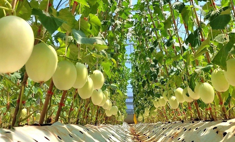 Dưa lưới trồng theo hướng hữu cơ tại Dfarm Quảng Trị. Ảnh: TTXVN phát