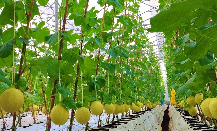 Quảng Trị: Mô hình sản xuất nông nghiệp hữu cơ mang lại hiệu quả kinh tế cao