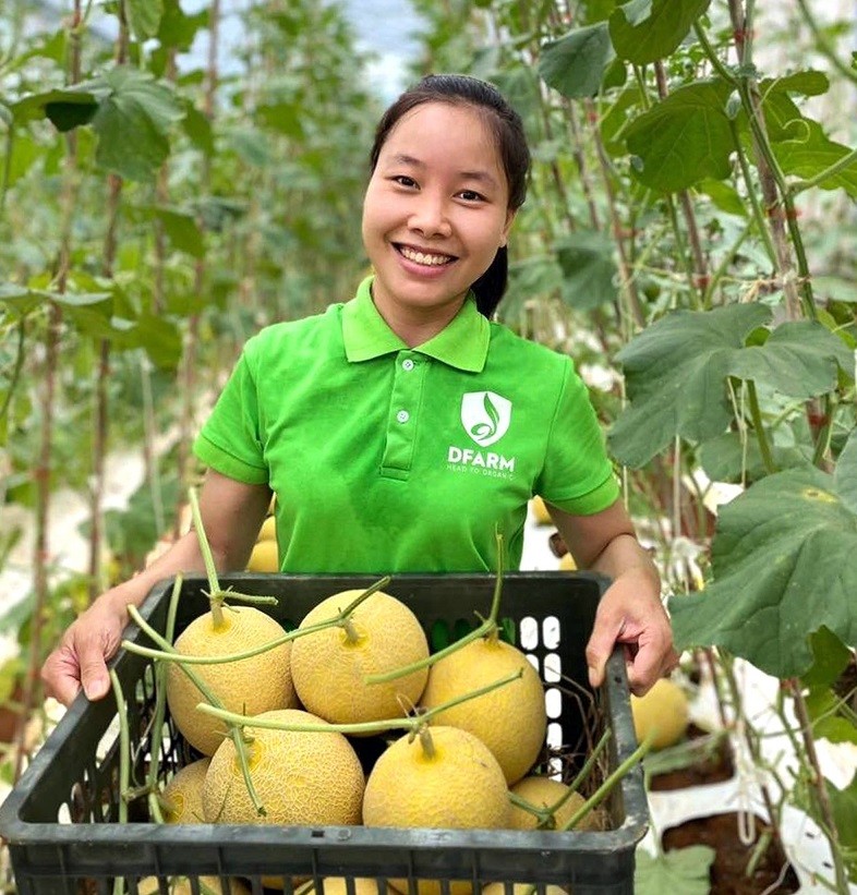 Thu hoạch dưa lưới trồng theo hướng hữu cơ tại Dfarm Quảng Trị. Ảnh: TTXVN phát