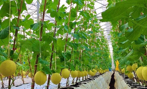 Quảng Trị: Mô hình sản xuất nông nghiệp hữu cơ mang lại hiệu quả kinh tế cao