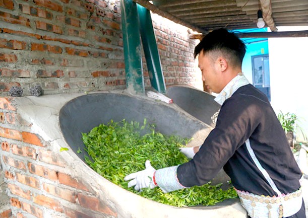 Chè Shan tuyết phải được chế biến thủ công mới đem lại chất lượng trà ngon và có giá trị.