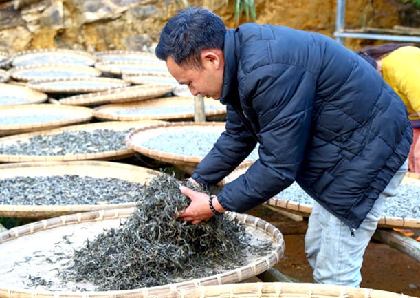 Các sản phẩm trà đặc sản luôn được kiểm tra kỹ trước khi đóng gói bán ra thị trường.