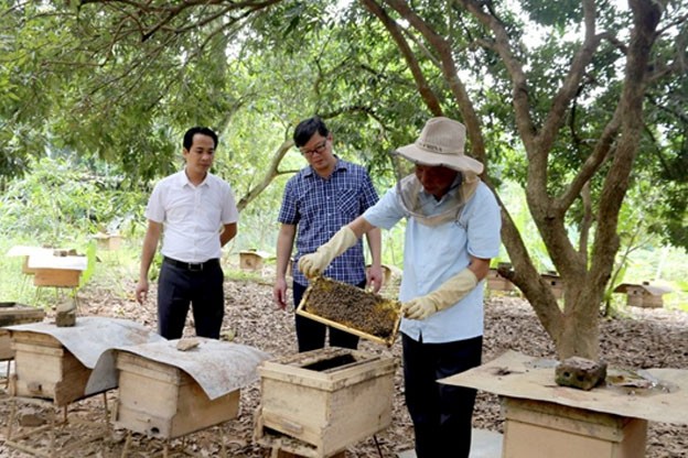 Mô hình nuôi ong phục vụ du lịch trải nghiệm tại xã Kim Sơn (thị xã Sơn Tây) đã và đang mang lại hiệu quả kinh tế cao, trở thành nét độc đáo riêng có của địa phương. Ảnh: Đinh Luyện