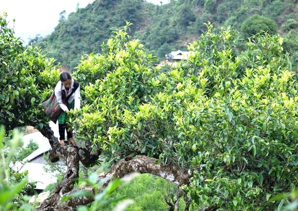 Búp chè được hái trên những tán cây cổ thụ có tuổi đời đến vài trăm năm mới đủ tiêu chuẩn làm chè Shan Tuyết. 
