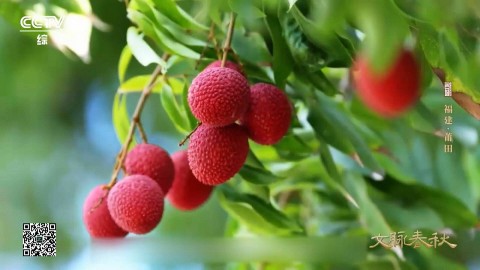 Cây vải cổ thụ 1000 năm tuổi vẫn thu hoạch hàng tấn quả mỗi năm