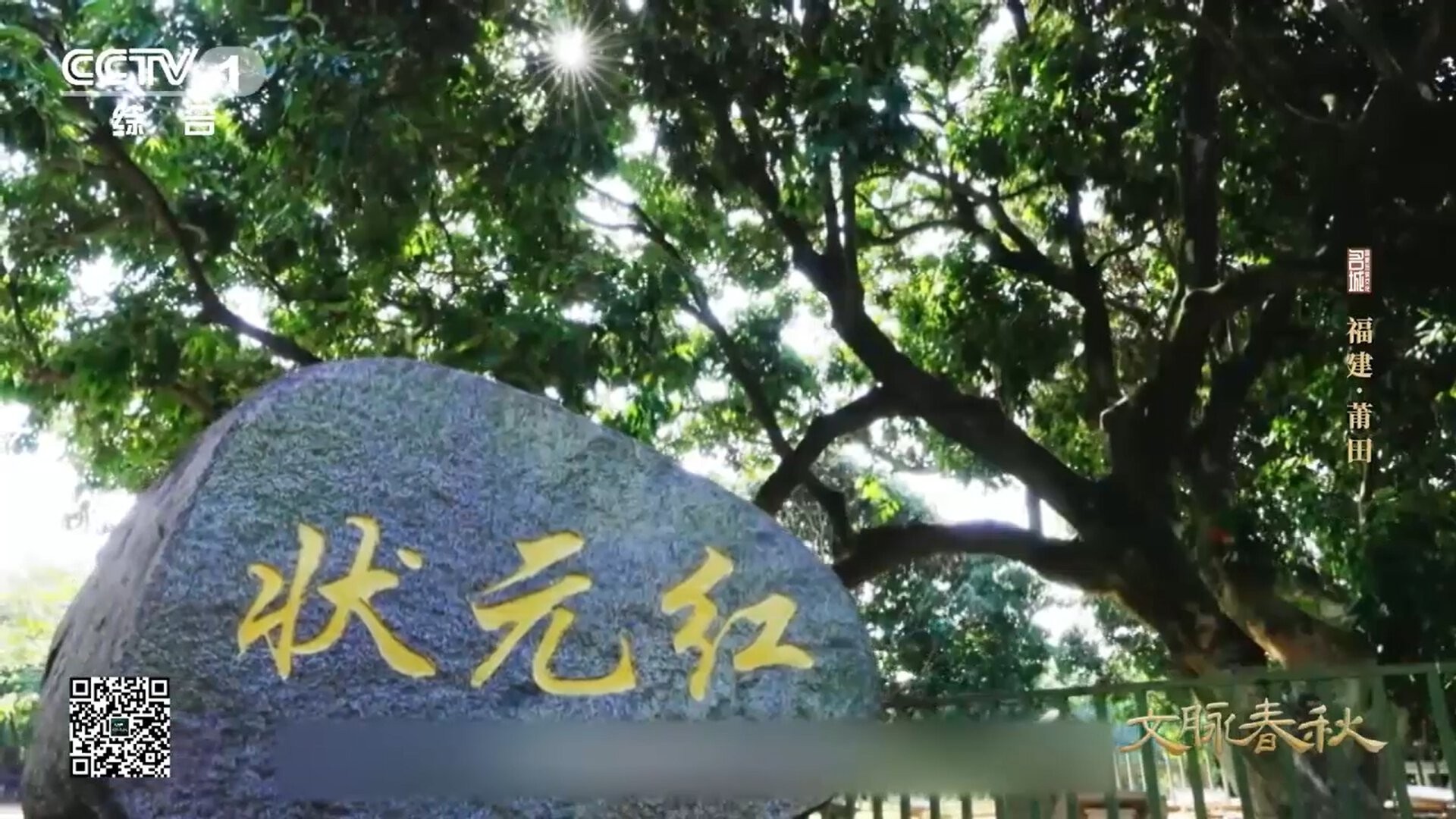 Cây vải cổ thụ 1000 năm tuổi vẫn thu hoạch hàng tấn quả mỗi năm Cây vải cổ thụ 1000 năm tuổi vẫn thu hoạch hàng tấn quả mỗi năm