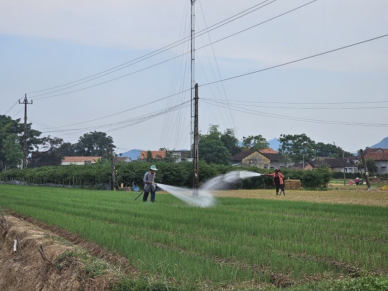 Bình Định Phát triển du lịch cộng đồng tại Làng rau Thuận Nghĩa Bình Định Phát triển du lịch cộng đồng tại Làng rau Thuận Nghĩa