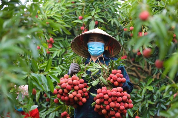 Giá vải đầu mùa sản lượng thấp nhưng bù lại được giá rất cao . Giá vải đầu mùa sản lượng thấp nhưng bù lại được giá rất cao .