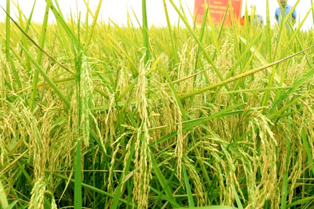 Gạo ST25 được trồng trên ruộng rươi được Công ty An Phát xây dựng thành sản phẩm có thương hiệu để mang tới nhiều khách hàng trong và ngoài tỉnh.