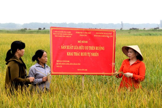 TS. Trịnh Thị Thanh Hương (bên phải) đang trao đổi cùng nông dân tại ruộng lúa được trồng theo hướng hữu cơ kết hợp nuôi rươi.