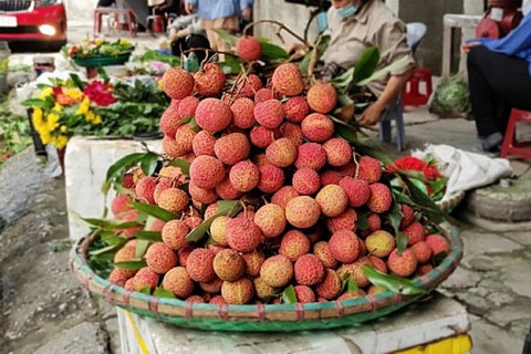 quang ninh san luong giam vai chin som duoc gia