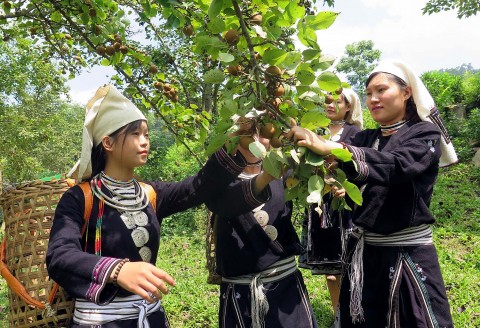 Thanh Hoá: Gìn giữ nghề thêu của đồng bào dân tộc Dao ở Thạch An