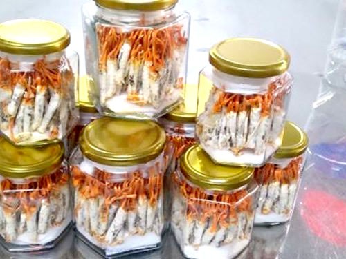 Đông trùng hạ thảo trên ký chủ nhộng tằm Đông trùng hạ thảo trên ký chủ nhộng tằm