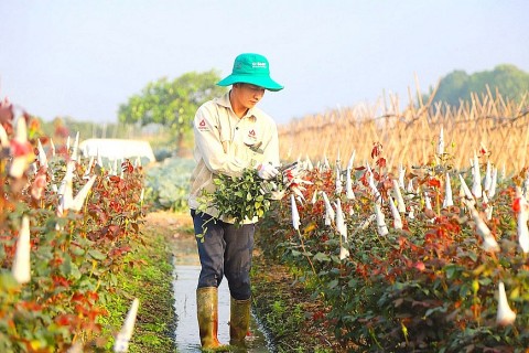 Huyện Mê Linh (Hà Nội): Phát triển công nghiệp văn hoá có nhiều lợi thế tiềm năng
