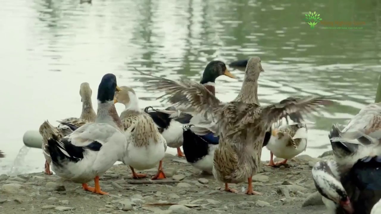 Thanh Hoá: Hiệu quả kinh tế cao từ mô hình nuôi vịt theo hướng hàng hoá