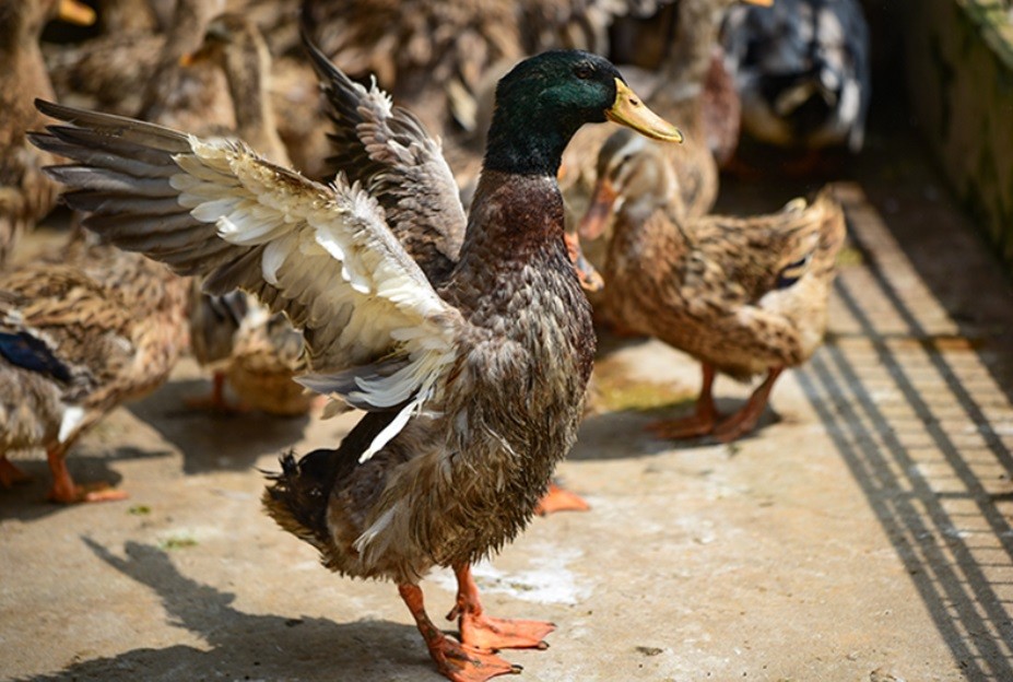 Thanh Hoá: Hiệu quả kinh tế cao từ mô hình nuôi vịt theo hướng hàng hoá