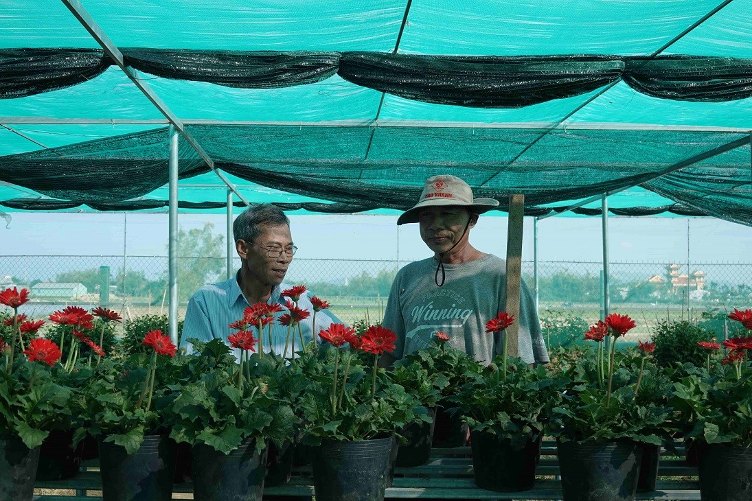 Bình Định Làng nghề trồng hoa Bình Lâm chính thức được công nhận làng nghề Bình Định Làng nghề trồng hoa Bình Lâm chính thức được công nhận làng nghề