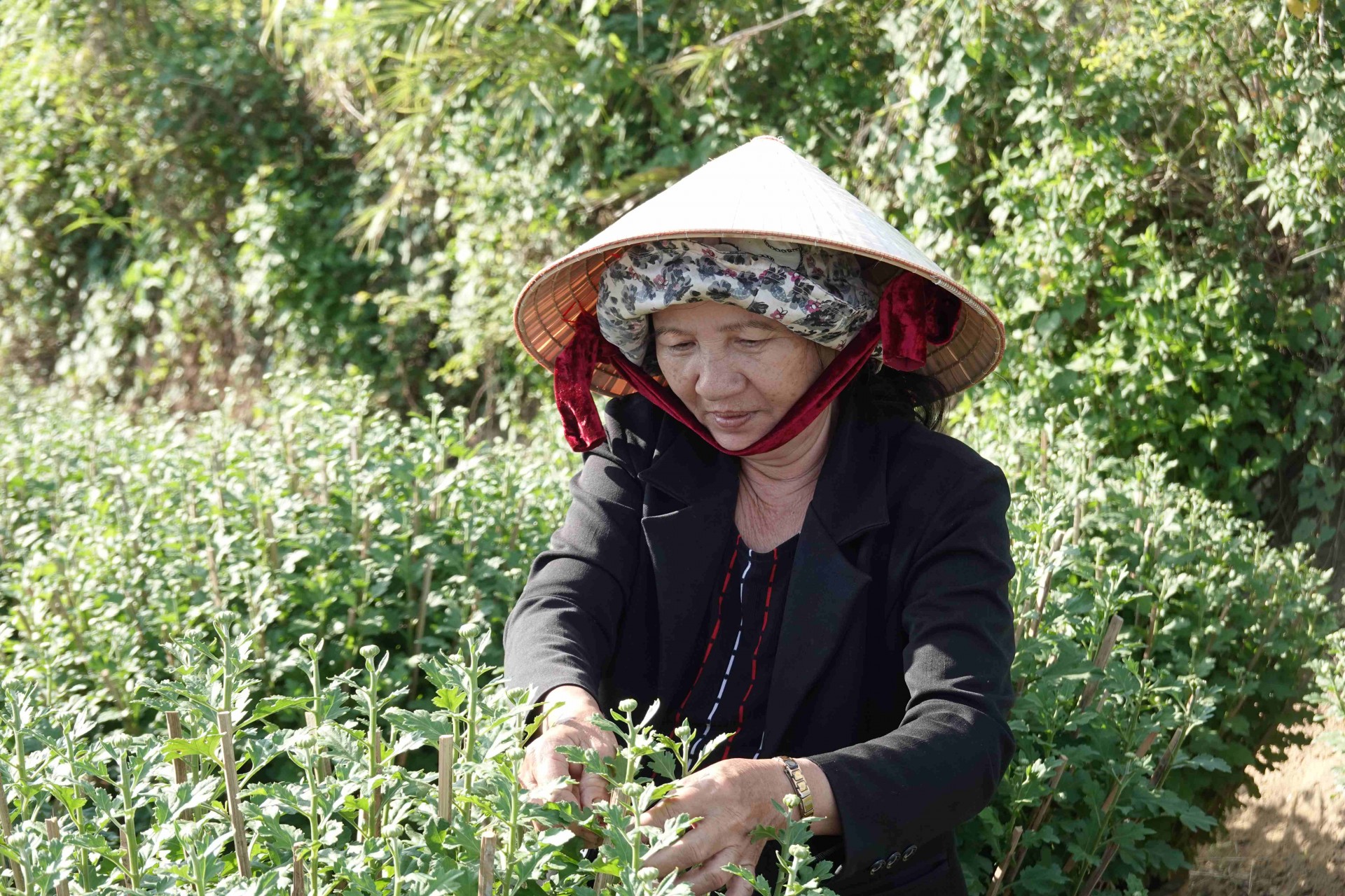 Bình Định Làng nghề trồng hoa Bình Lâm chính thức được công nhận làng nghề Bình Định Làng nghề trồng hoa Bình Lâm chính thức được công nhận làng nghề